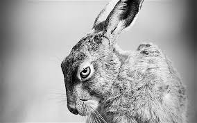 () Hare
