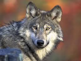 () grey wolf