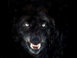 () wolf