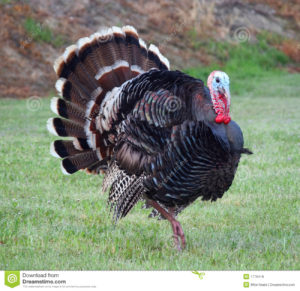 wild-turkey-1776418